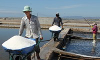 Etat-Entreprises-Agriculteurs: une formule qui fait mouche à Ninh Thuan 